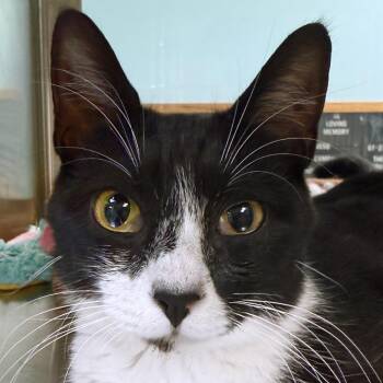 Peach -  Domestic Short Hair Cat for Adoption in Ottawa, Kansas - Peach | PetCurious