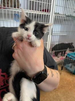 Domestic Short Hair Cats Available for Adoption in Bolivar, Missouri - Yang | PetCurious