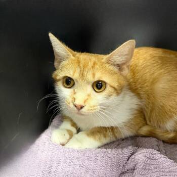 Paula -  Domestic Short Hair Cat for Adoption in State College, Pennsylvania - Paula | PetCurious