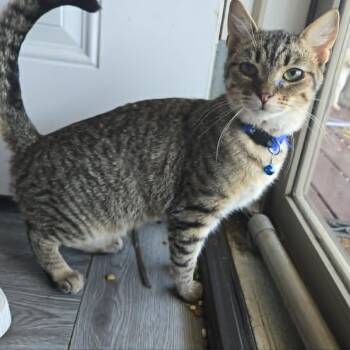 Rocky (Courtesy Post) -  Domestic Short Hair Cat for Adoption in Vine Grove, Kentucky - Rocky (Courtesy Post) | PetCurious