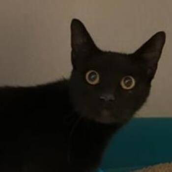 Rescue Domestic Short Hair Cats for Adoption in Dallas, Texas - Jade | PetCurious