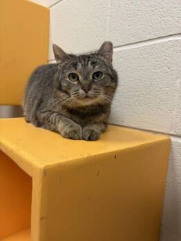 Mocha -  Domestic Short Hair Cat for Adoption in Valparaiso, Indiana - Mocha | PetCurious
