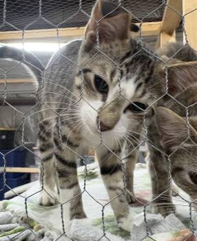 Rescue Domestic Short Hair Cats for Adoption in Faribault, Minnesota - Maverick | PetCurious
