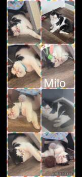 Milo -  British Shorthair Cat for Adoption in Newberg, Oregon - Milo | PetCurious