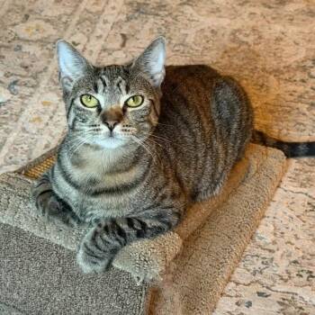 Rescue Domestic Short Hair Cats for Adoption in Weehawken Township, New Jersey - Cosmo | PetCurious