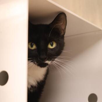 Marina -  Domestic Short Hair Cat for Adoption in Briarcliff Manor, New York - Marina | PetCurious