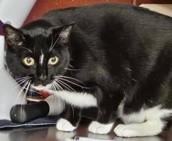 Rescue Domestic Short Hair Cats for Adoption in Pocatello, Idaho - Flora 45240 | PetCurious
