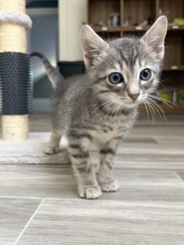 Ni (# 2) -  Domestic Short Hair Cat for Adoption in Arlington, Washington - Ni (# 2) | PetCurious