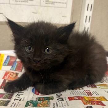 Domestic Long Hair Cats Available for Adoption in Las Vegas, Nevada - Magnolia | PetCurious