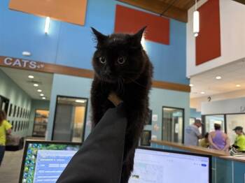 APRICOT -  Domestic Long Hair Cat for Adoption in Rowlett, Texas - APRICOT | PetCurious