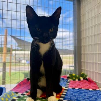 Sriracha -  Domestic Short Hair Cat for Adoption in Columbiana, Alabama - Sriracha | PetCurious