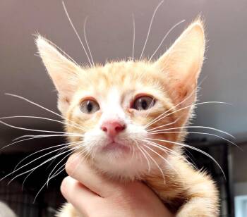 Silky -  Domestic Short Hair Cat Available for Adoption in Bulverde, Texas - Silky | PetCurious