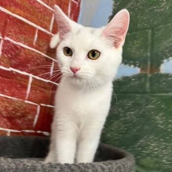 Bunny -  Domestic Short Hair Cat for Adoption in Laredo, Texas - Bunny | PetCurious