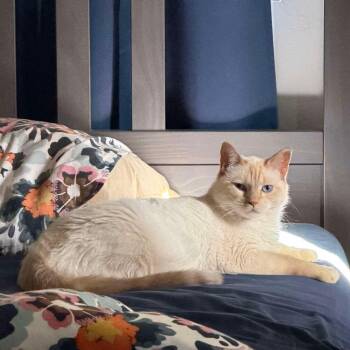 Delaney -  Siamese and Domestic Short Hair Cat for Adoption in Jacksonville, Florida - Delaney | PetCurious