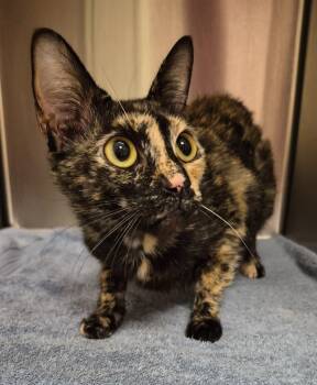 Moonbeam -  Domestic Short Hair Cat for Adoption in Christiansburg, Virginia - Moonbeam | PetCurious