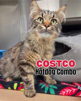 Costco Hotdog Combo -  Domestic Long Hair Cat Available for Adoption in Nevada, Iowa - Costco Hotdog Combo | PetCurious