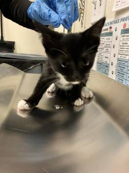 THORN -  Domestic Short Hair Cat for Adoption in Long Beach, California - THORN | PetCurious