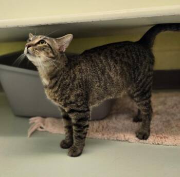 Charlie -  Domestic Short Hair Cat for Adoption in Blountville, Tennessee - Charlie | PetCurious