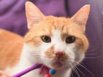 Domestic Short Hair Cats Available for Adoption in Portland, Oregon - Carrot | PetCurious