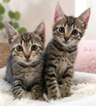 Ross & Chandler -  Egyptian Mau and Tabby Cat for Adoption in Newmarket, Ontario - Ross & Chandler | PetCurious
