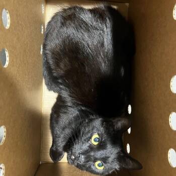 Domestic Short Hair Cats Available for Adoption - Davis | PetCurious