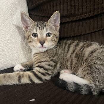 Alvin -  Tabby Cat for Adoption in Gilbert, Arizona - Alvin | PetCurious