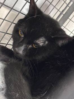 Rescue Domestic Short Hair Cats for Adoption in Las Vegas, Nevada - FRANKIE | PetCurious