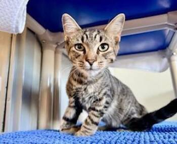 Domestic Short Hair Cats Available for Adoption - Ty | PetCurious