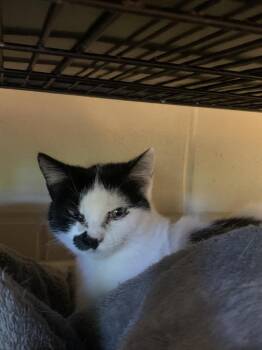 Ophelia -  Domestic Short Hair Cat for Adoption in Kalamazoo, Michigan - Ophelia | PetCurious