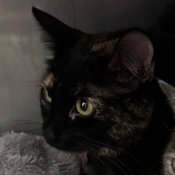 Myko -  Domestic Short Hair Cat for Adoption in Lakewood, Colorado - Myko | PetCurious