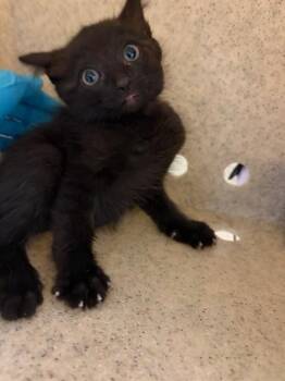 SOOKIE -  Domestic Short Hair Cat for Adoption in Riverside, California - SOOKIE | PetCurious