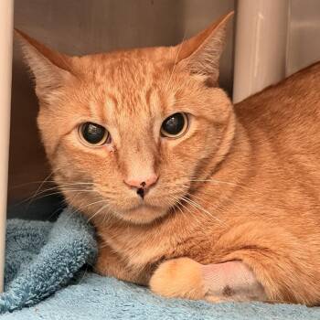 Declan -  Domestic Short Hair Cat for Adoption in Murray, Utah - Declan | PetCurious
