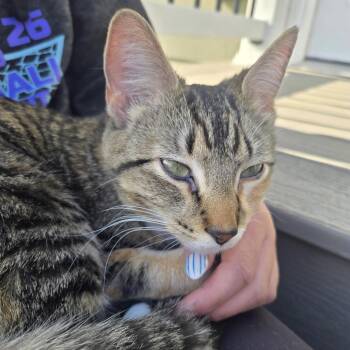 Domestic Short Hair Cats Available for Adoption in Rochester, Minnesota - Cocoa | PetCurious