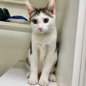 Mini Mouse -  Domestic Short Hair Cat for Adoption in Reisterstown, Maryland - Mini Mouse | PetCurious