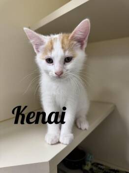 Kenai -  Domestic Short Hair Cat for Adoption in Manistee, Michigan - Kenai | PetCurious