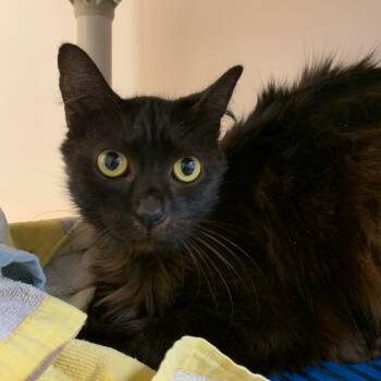 Rescue Domestic Long Hair Cats for Adoption in Harrisonburg, Virginia - Salem | PetCurious