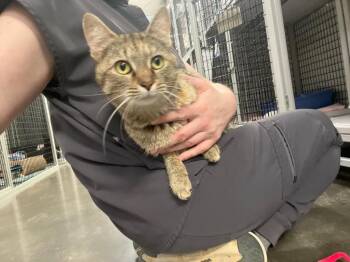 Domestic Short Hair Cats Available for Adoption in Raleigh, North Carolina - Momosa | PetCurious
