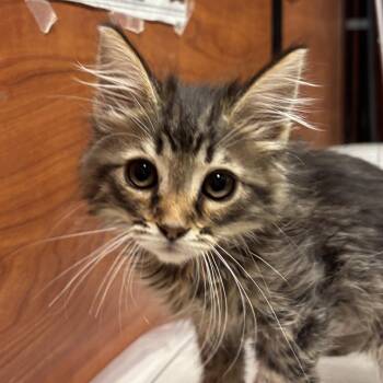 Domestic Medium Hair Cats Available for Adoption in Sonora, California - Butter | PetCurious