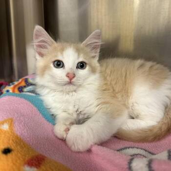 Sour Patch Kid -  Domestic Short Hair Cat for Adoption in Walnut Creek, California - Sour Patch Kid | PetCurious