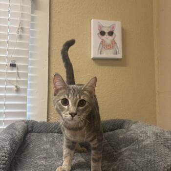 Wasabi -  Domestic Short Hair Cat for Adoption in Statesboro, Georgia - Wasabi | PetCurious