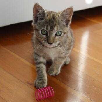 Truffle -  Domestic Short Hair Cat for Adoption in Keizer, Oregon - Truffle | PetCurious