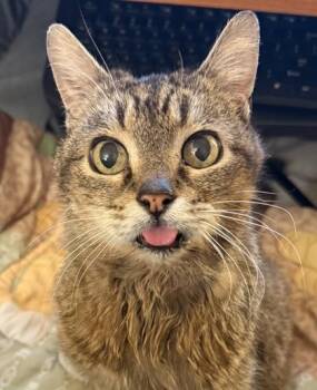 Leland -  Domestic Short Hair Cat for Adoption in Eugene, Oregon - Leland | PetCurious