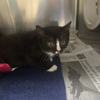 Domestic Short Hair Cats Available for Adoption in Milton, Florida - Boots | PetCurious