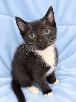 Spark -  Domestic Short Hair and Tuxedo Cat for Adoption in Greensboro, North Carolina - Spark | PetCurious