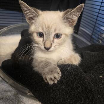 Duncan -  Siamese Cat for Adoption in Desert Hot Springs, California - Duncan | PetCurious