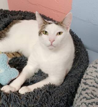 Rescue Domestic Short Hair and Tabby Cats for Adoption in Fort Lauderdale, Florida - Scampi | PetCurious