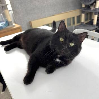 Kit Kat -  Domestic Short Hair Cat for Adoption in Goshen, Indiana - Kit Kat | PetCurious