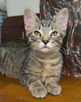 Mirasol -  Domestic Short Hair Cat for Adoption in New Berlin, Wisconsin - Mirasol | PetCurious