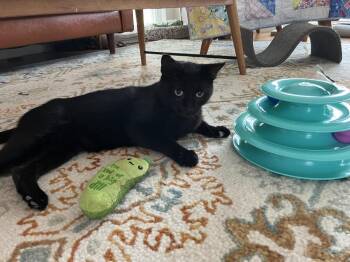 Giancarlo -  Domestic Short Hair Cat for Adoption in Dallas, Texas - Giancarlo | PetCurious