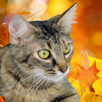 Rescue Domestic Short Hair Cats for Adoption in Peoria, Illinois - Molly | PetCurious